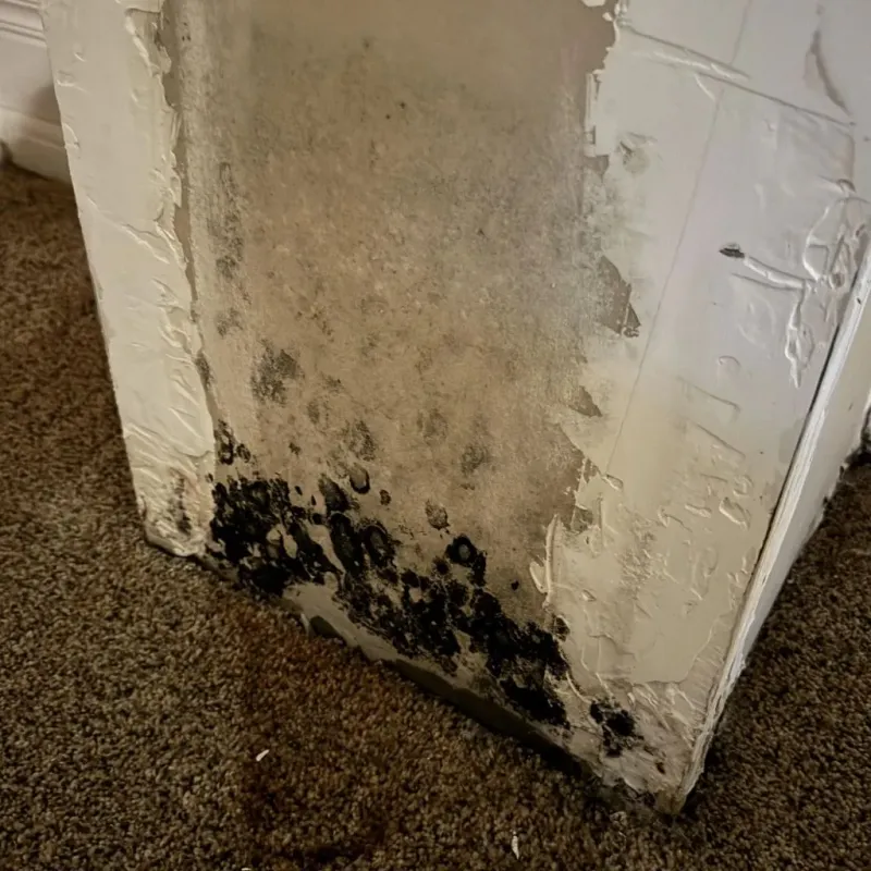 Professional Mold Removal in Smithville-Sanders, IN